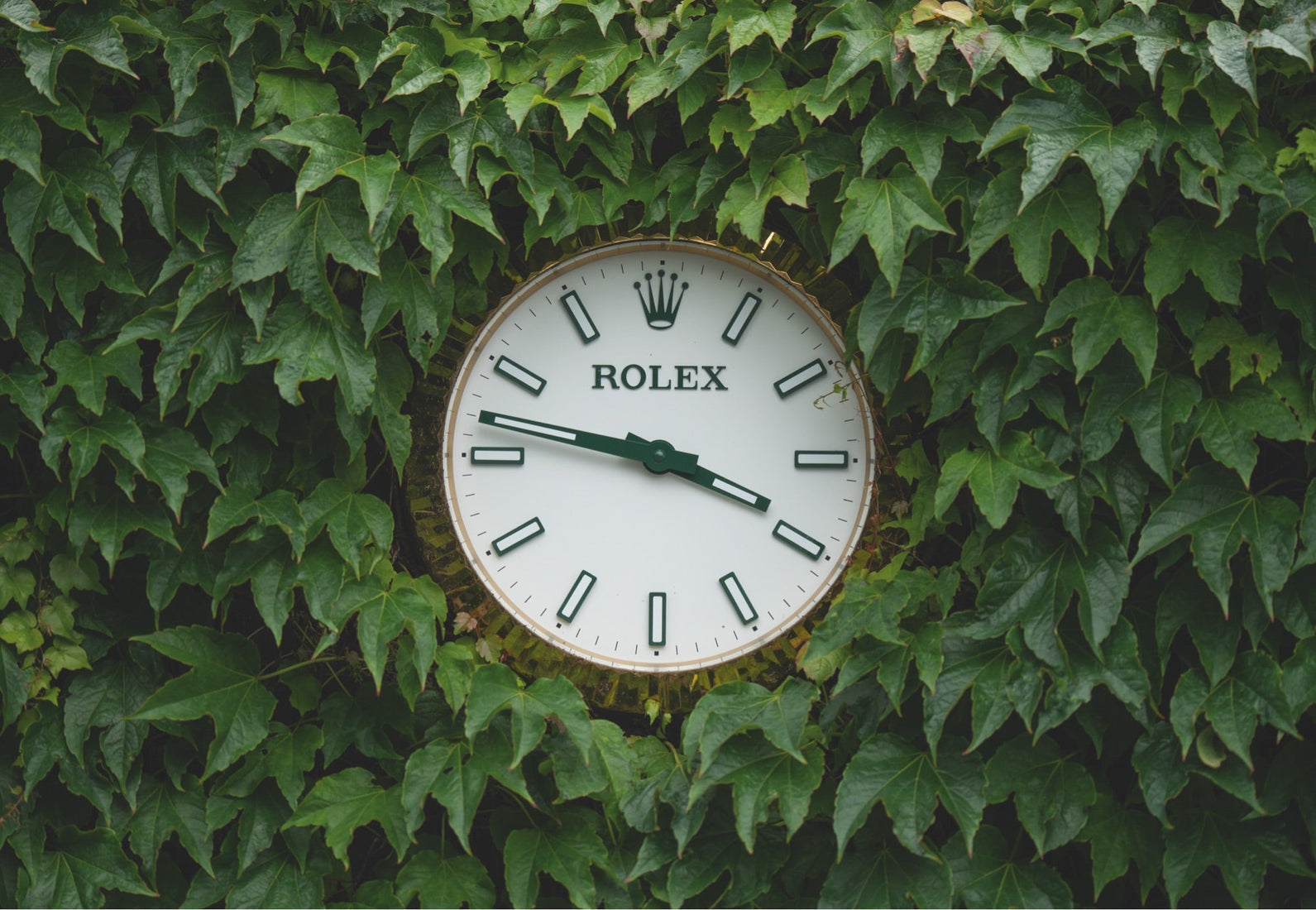 Large Rolex clock with green hour markers and hands, mounted on a wall covered in lush green ivy leaves.